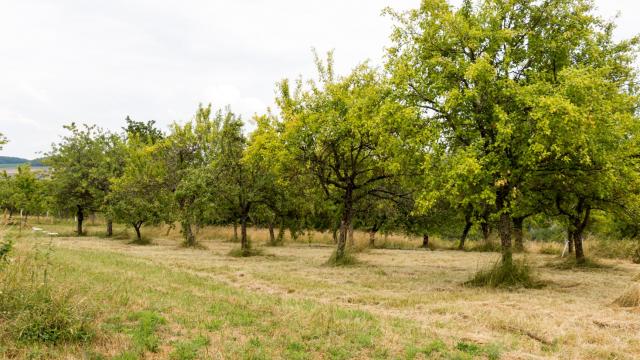 Mirabelliers à Gugney aux Aulx