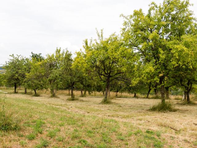 Mirabelliers à Gugney aux Aulx