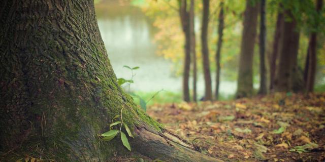 Arbre Libre De Droit