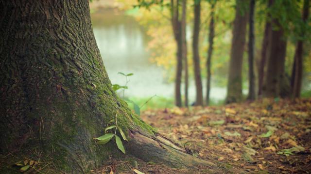 Arbre Libre De Droit