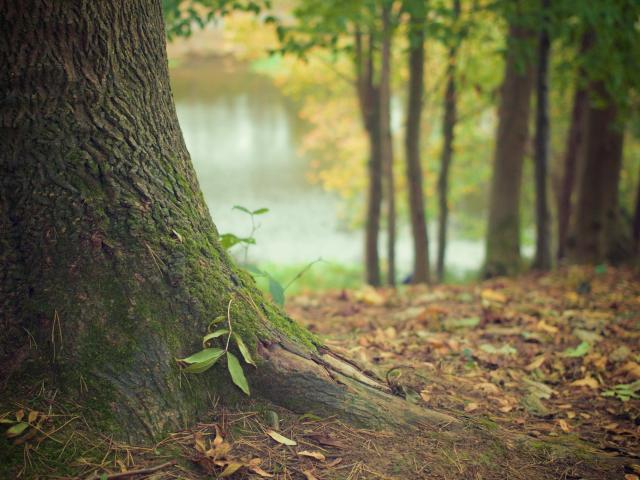 Arbre Libre De Droit